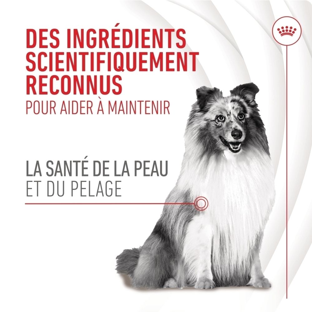 Ein Hund sitzt und wirbt für Haut- und Fellgesundheit mit wissenschaftlich anerkannten Inhaltsstoffen.