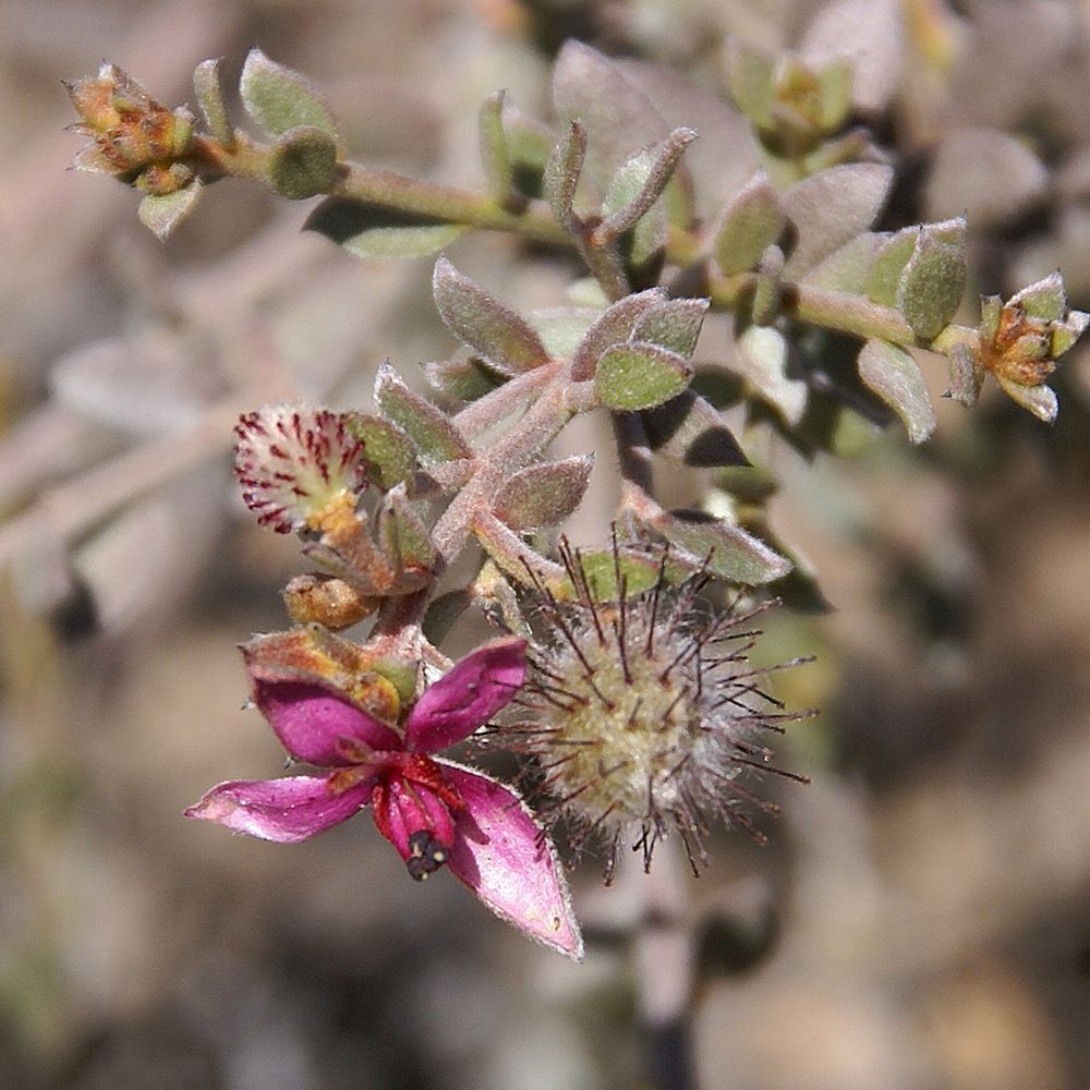 Nahaufnahme einer Pflanze mit rosa Blüten und Blättern. Einige Blüten sind geöffnet, andere in Knospen.