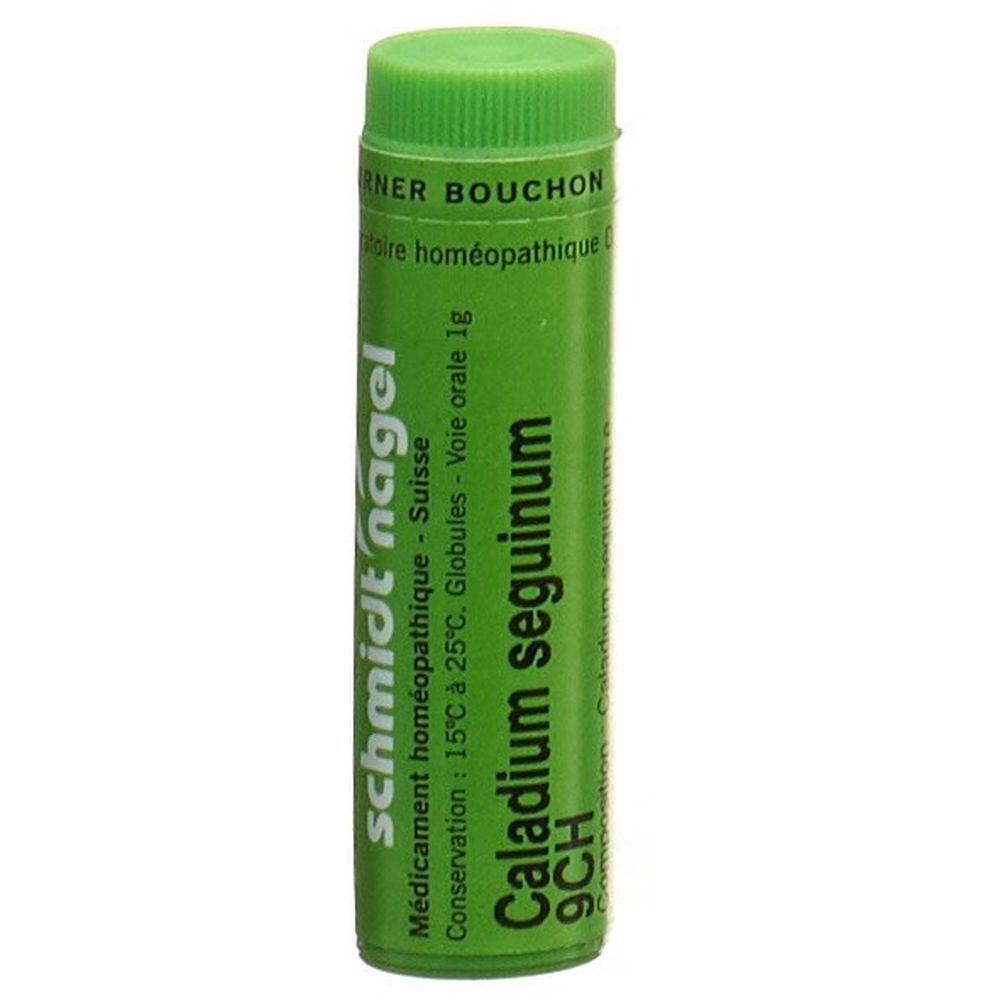 SN Caladium seguinum Glob CH 9 1 g