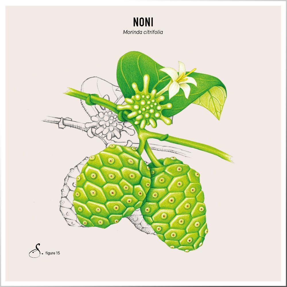Illustration von Noni-Früchten und Blättern. Der Name 'Noni' und die botanische Bezeichnung 'Morinda citrifolia' sind sichtbar.