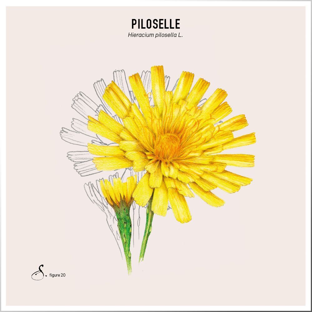 Illustration einer gelben Blume mit grünen Stielen. Der Name "Piloselle" ist oben abgebildet.