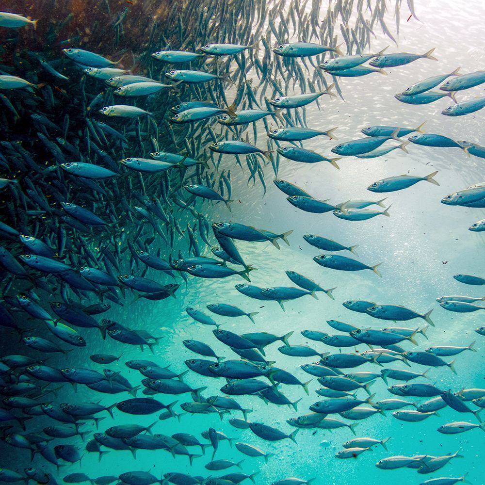 Prise de vue sous-marine de nombreux petits poissons nageant en groupe. Eau bleue et lumière du soleil.