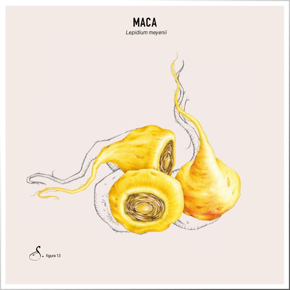 Illustration de trois tubercules de maca jaunes. Inscription: Maca, Lepidium meyenii.