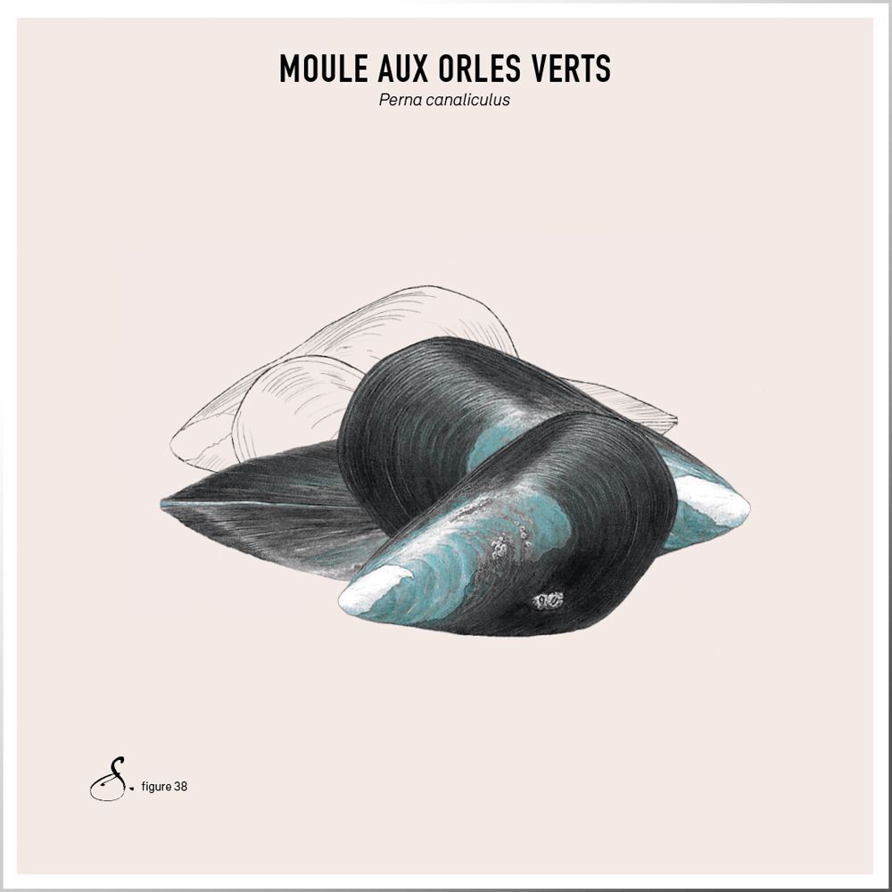 Illustration de moules vertes. Texte : Moule aux orles verts, Perna canaliculus.