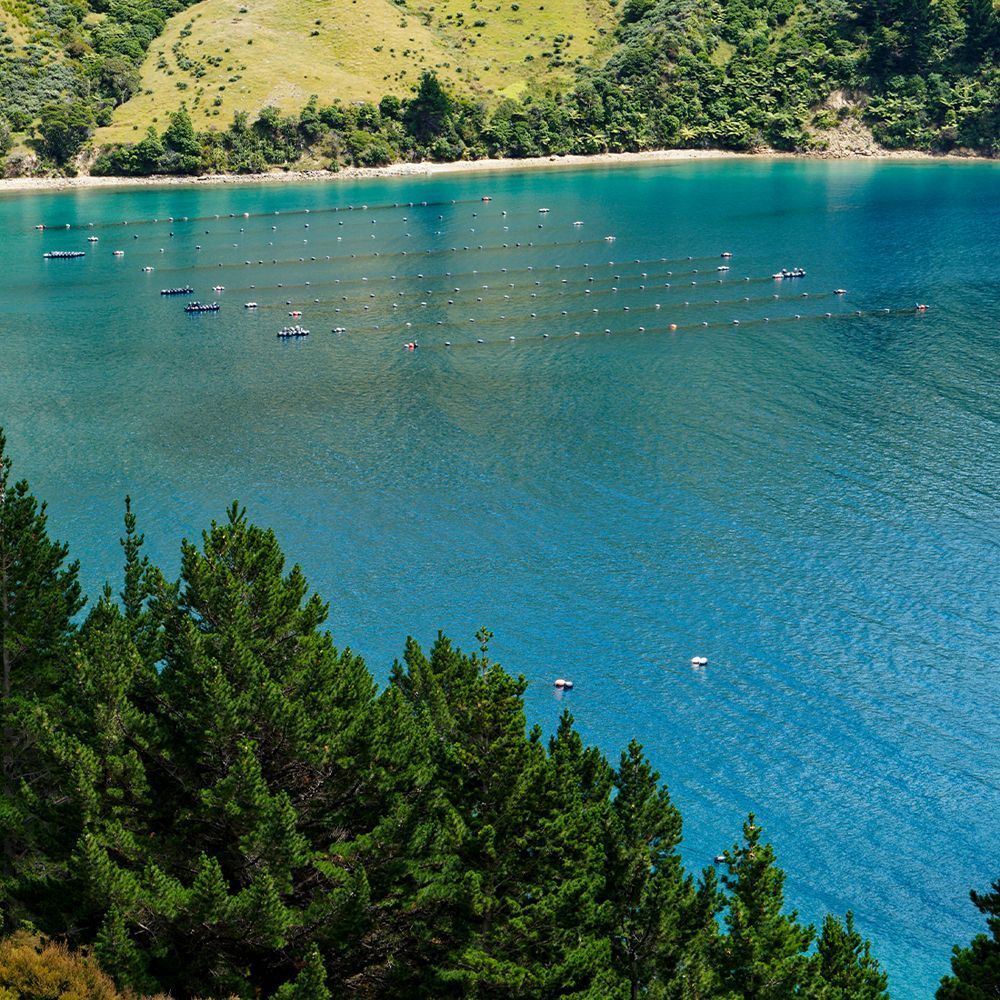 Landschaft mit Meer und Bäumen. Im Wasser sind Boote zu sehen.