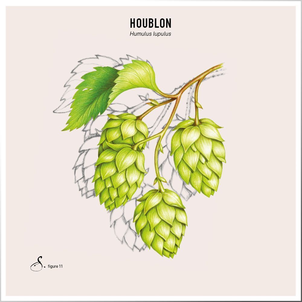 Illustration de cônes de houblon sur une branche. Texte: Houblon, Humulus lupulus. Signature et numéro 11.