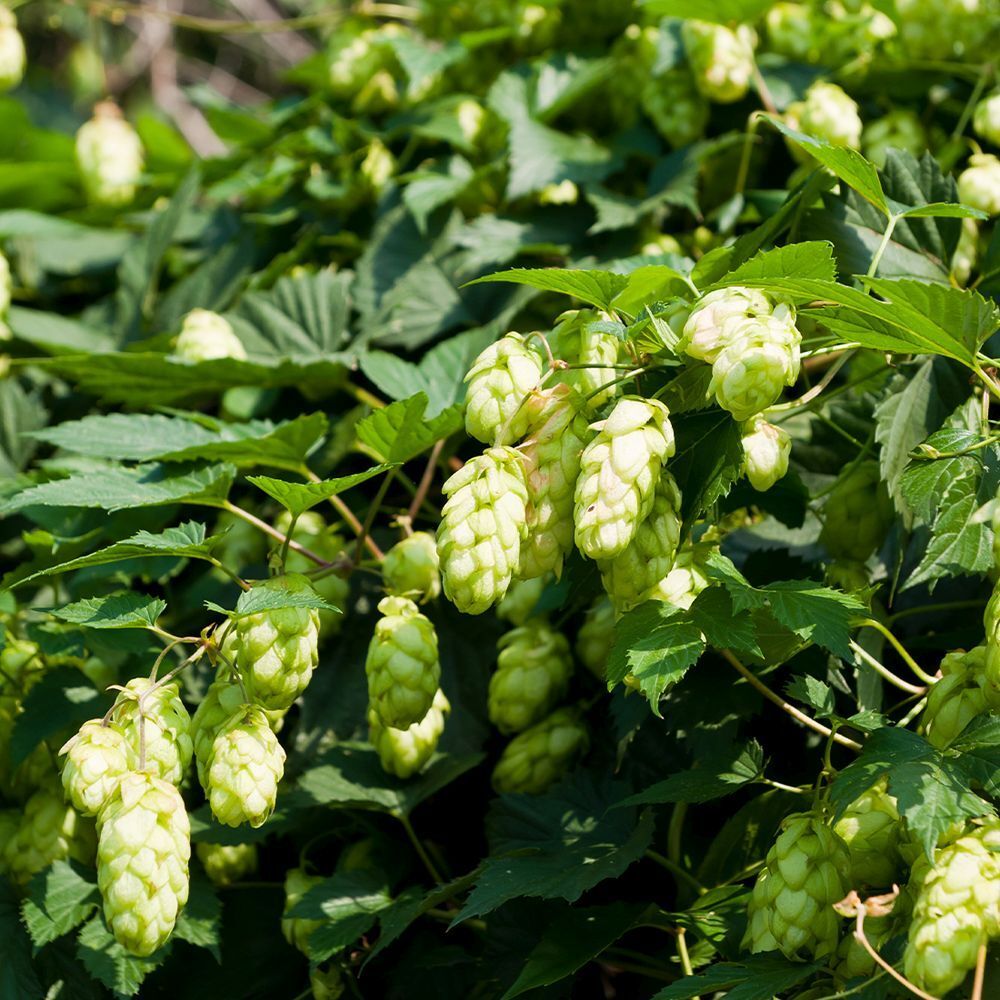 Gros plan de plants de houblon avec feuilles vertes et inflorescences vert clair. Environnement naturel.