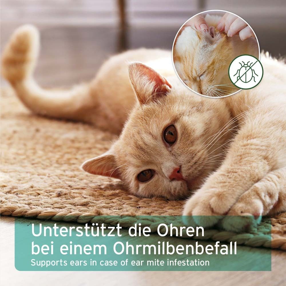 Katze auf Teppich. Illustration eines Ohrmilbenbefalls. Text: Unterstützt die Ohren bei Ohrmilbenbefall.