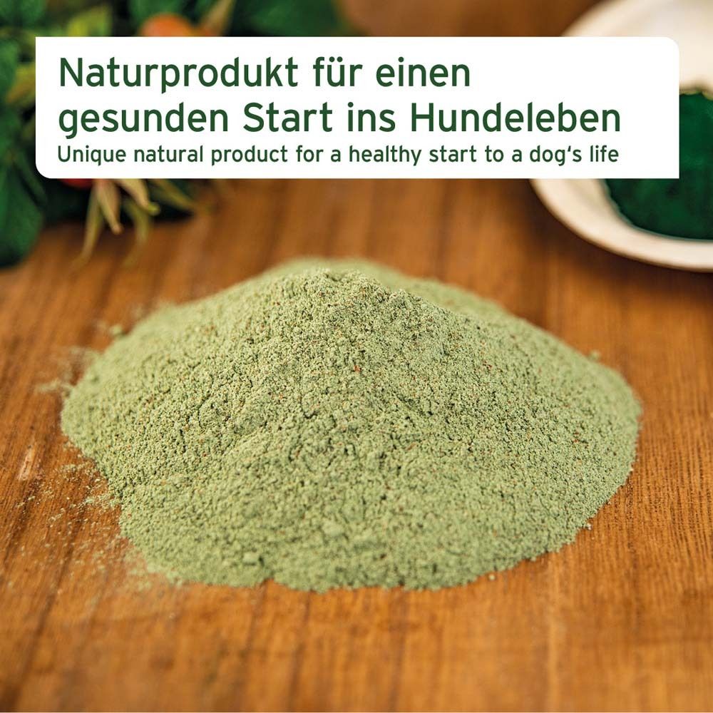 Grünes Pulver auf Holzuntergrund. Text: Naturprodukt für einen gesunden Start ins Hundeleben.