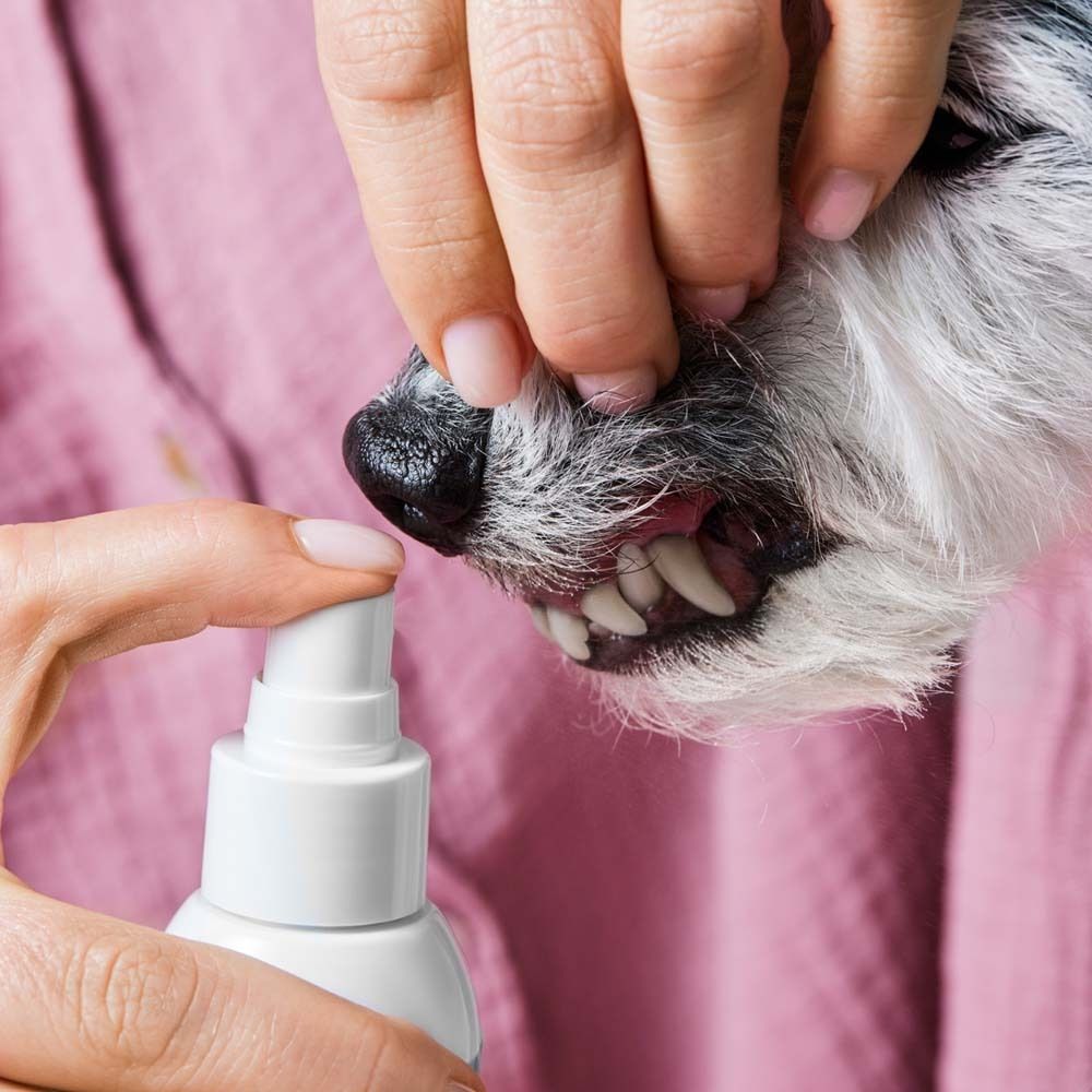 Main pulvérisant un spray dentaire sur les dents du chien. Fond rose.