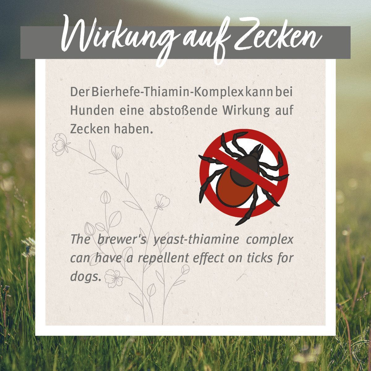 Text auf hellem Hintergrund. Text: Wirkung auf Zecken. Abbildung einer Zecke mit rotem Strich.