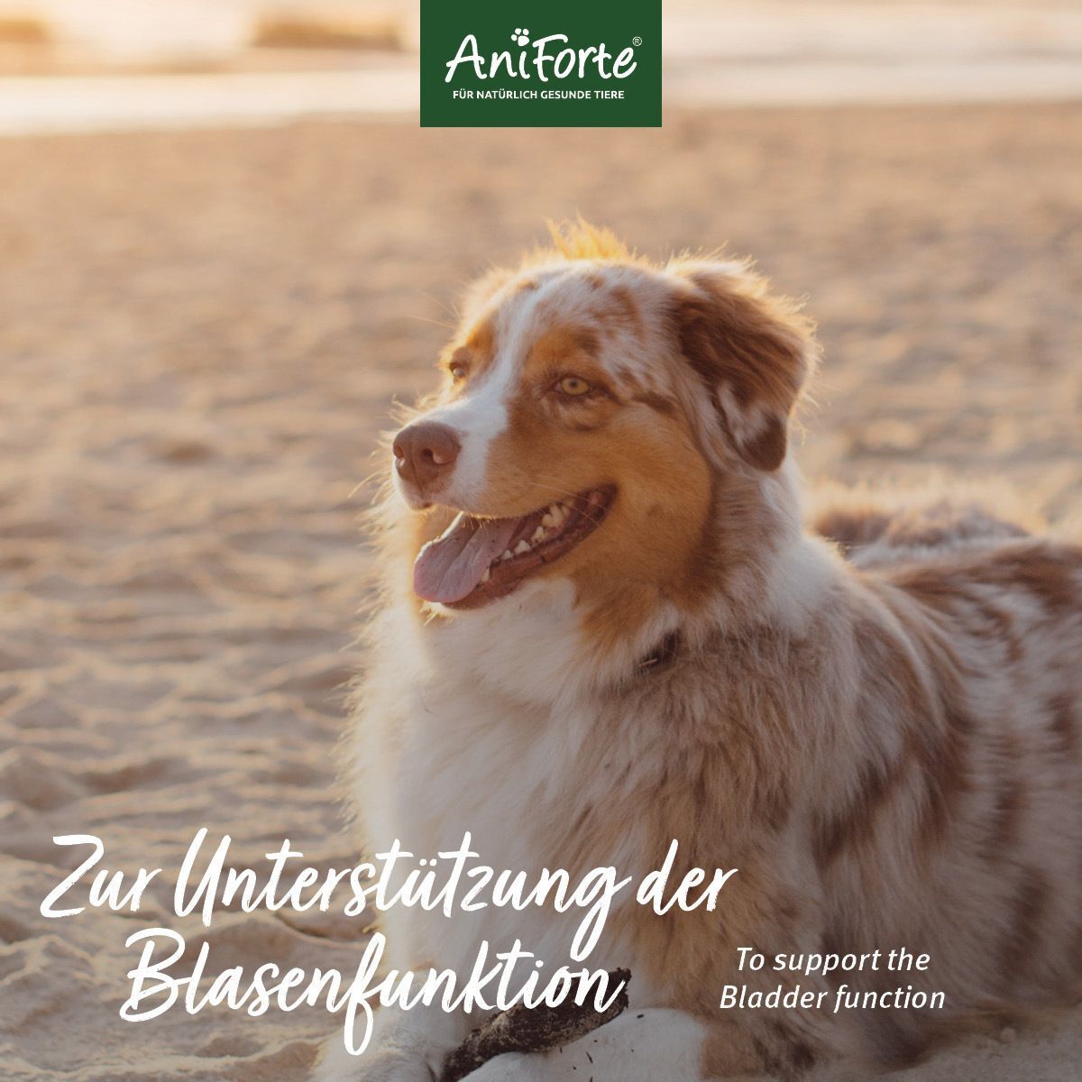 Chien sur la plage. Texte : Pour soutenir la fonction vésicale. Logo AniForte en haut.