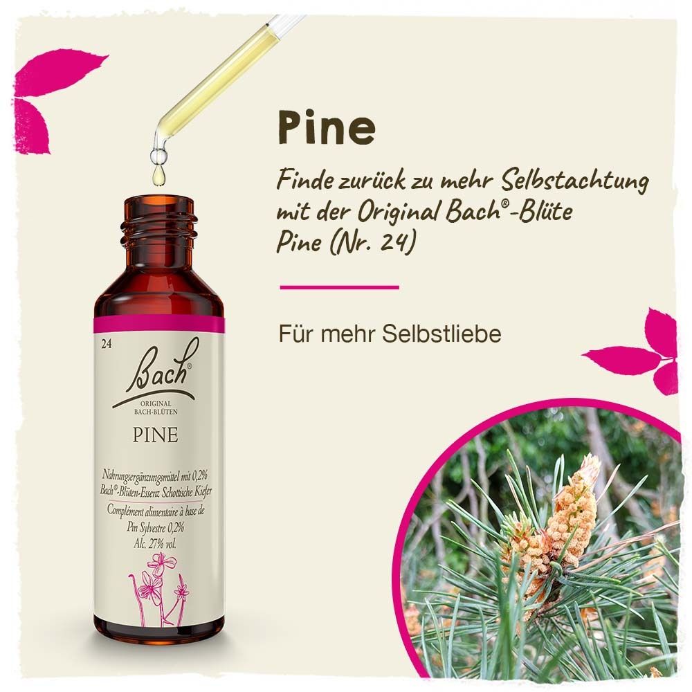 BACH®-BLÜTE PINE (pin sylvestre)