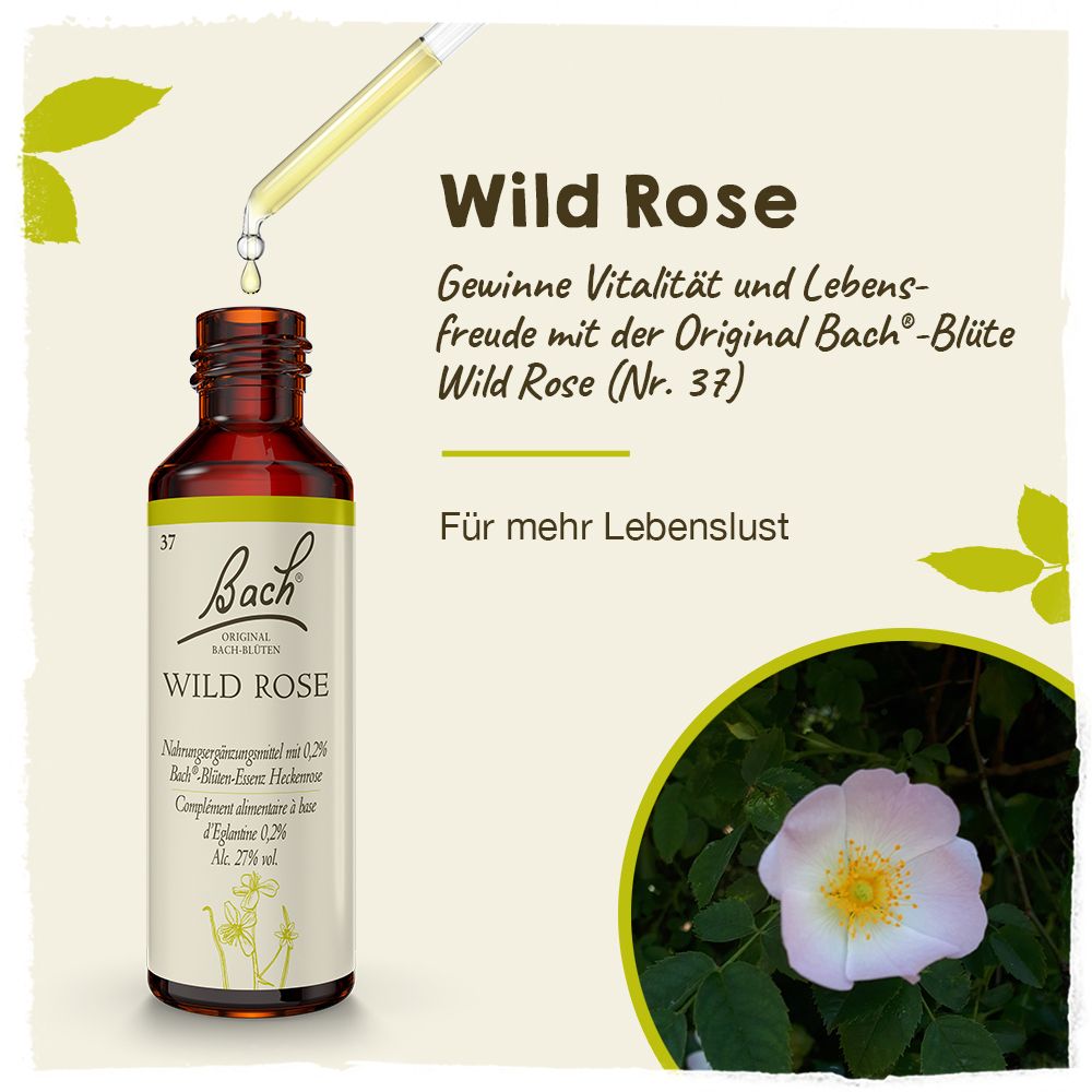 BACH®-BLÜTE WILD ROSE (Rose sauvage)