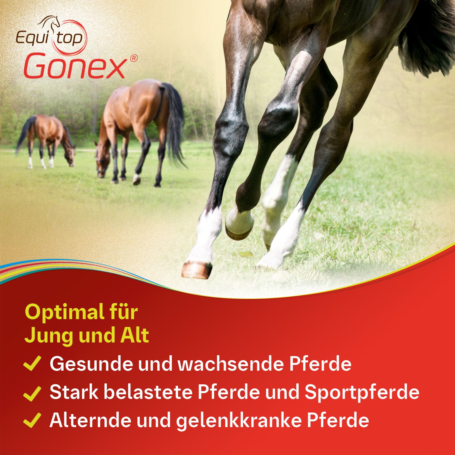 Equitop Gonex®