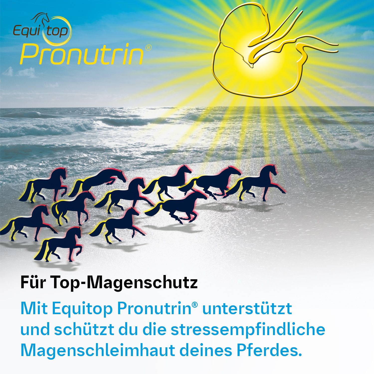 EQUITOP Pronutrin®