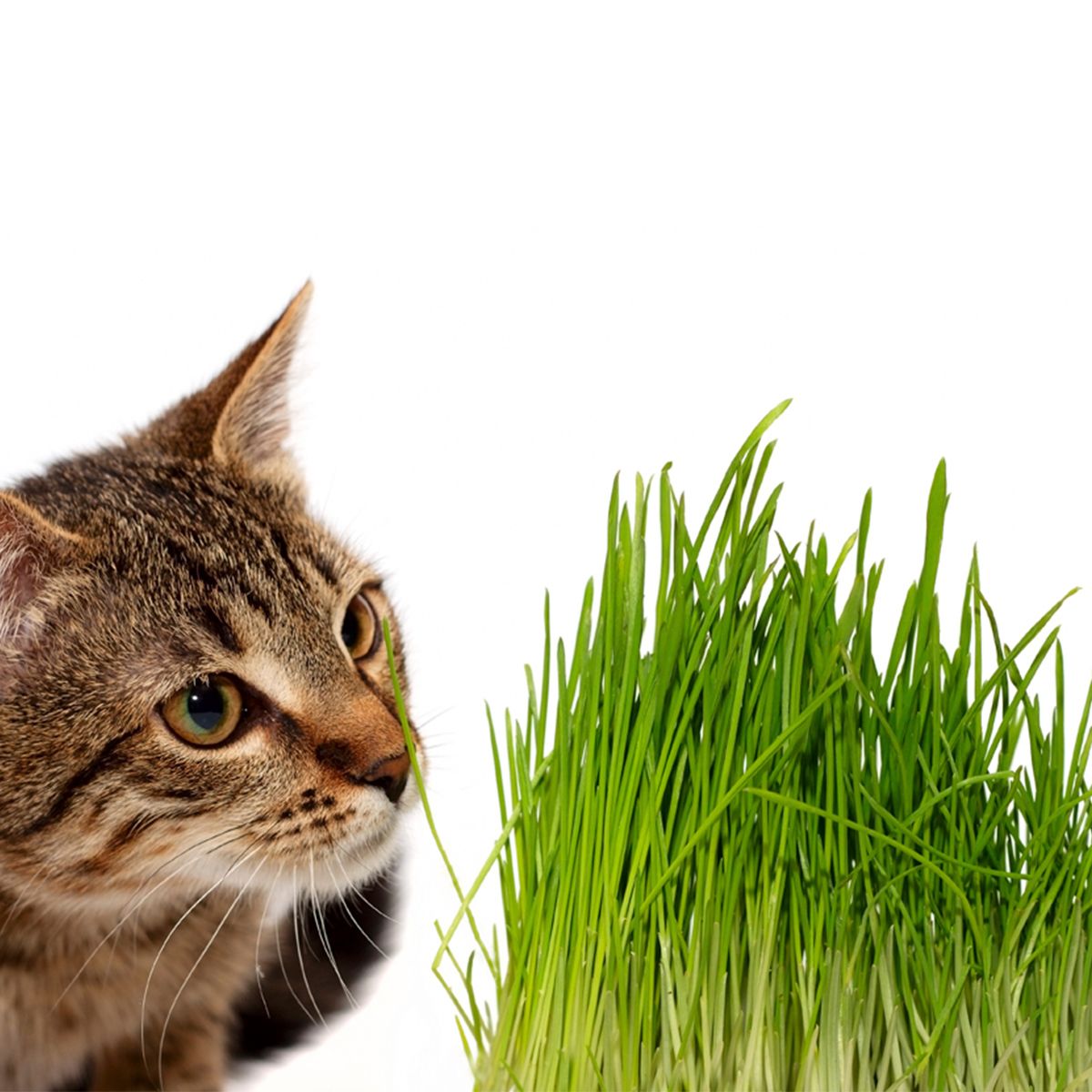 Katze betrachtet grünes Gras. Braunes getigertes Fell. Grasbüschel mit langen, grünen Halmen.