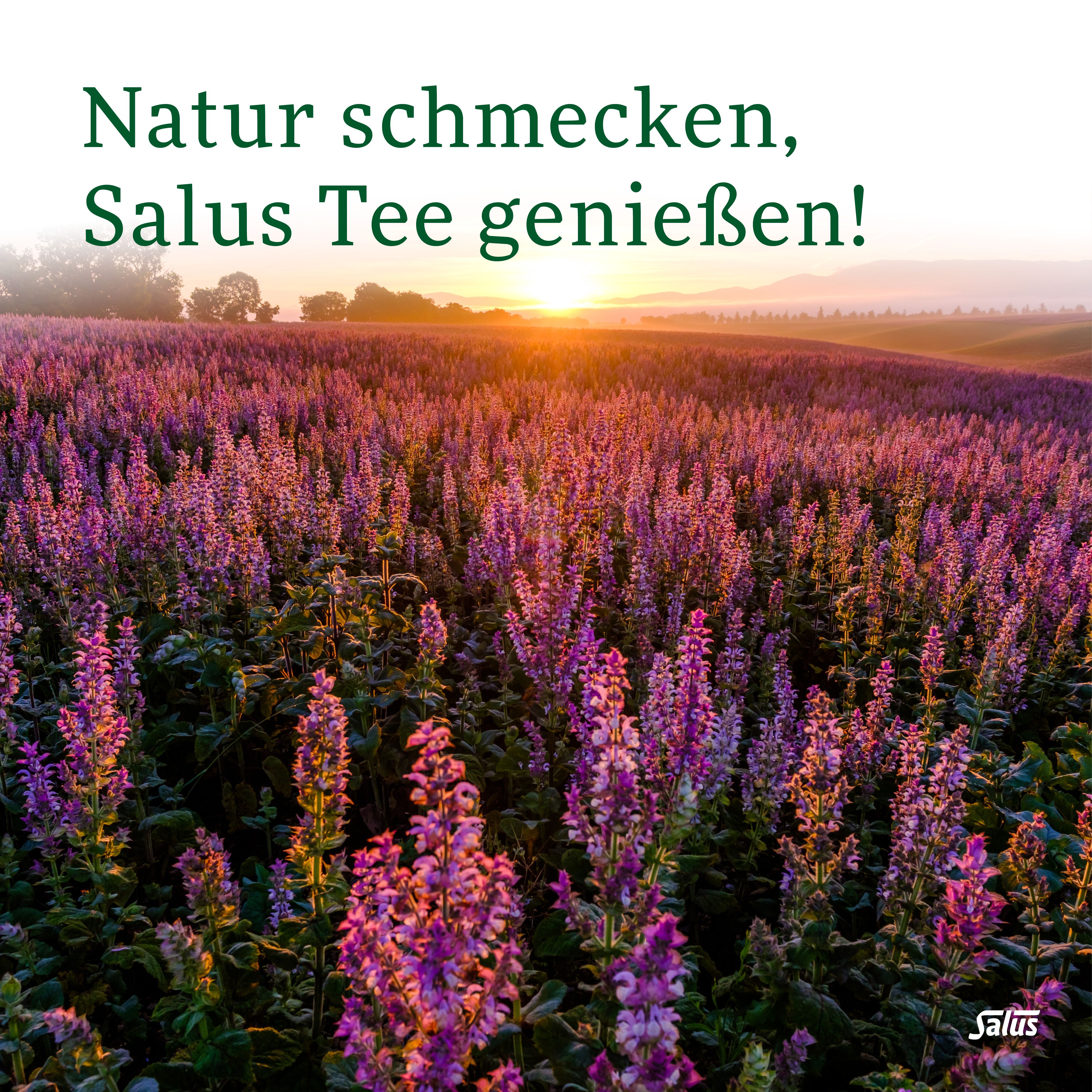 Salus® Mate thé vert