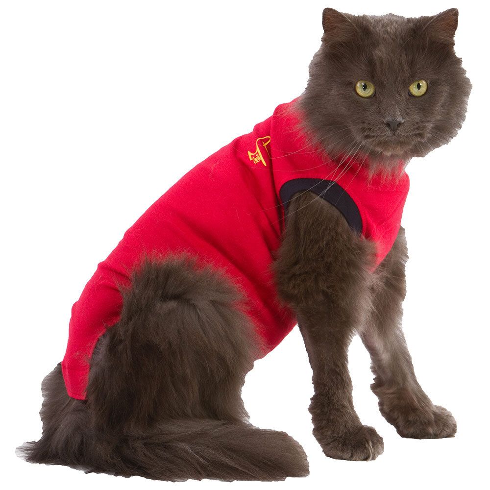Chat portant un t-shirt rouge. Manches noires, logo jaune. Fond clair.