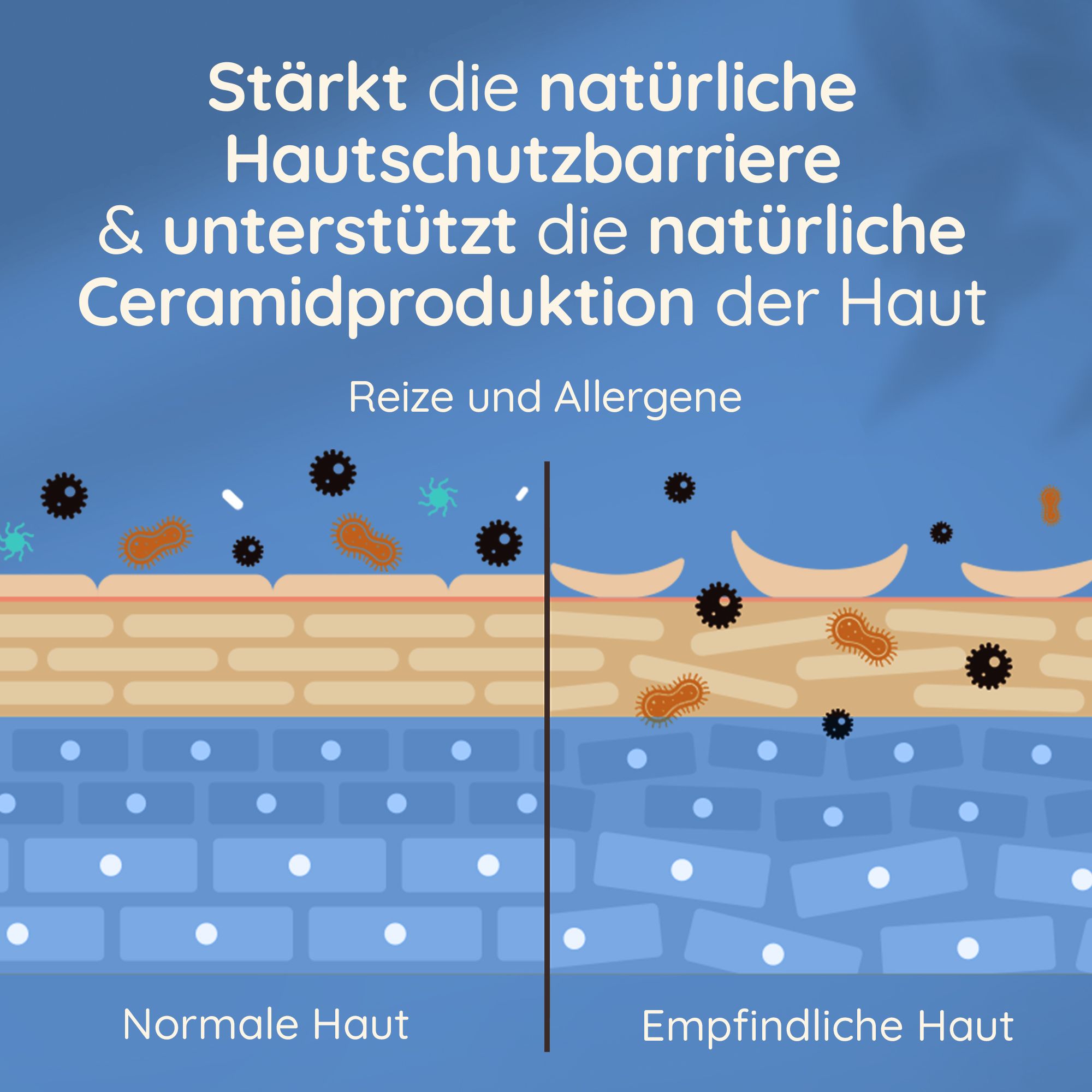 Schéma : Peau normale vs. peau sensible. Texte : Renforce la barrière protectrice naturelle de la peau et soutient la production naturelle de céramides.