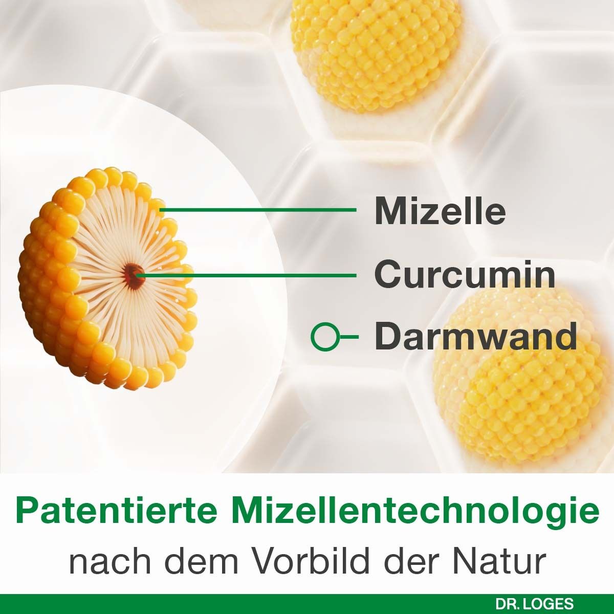 Abbildung einer Mizelle, Curcumin und Darmwand. Text: Patentierte Mizellentechnologie nach dem Vorbild der Natur.