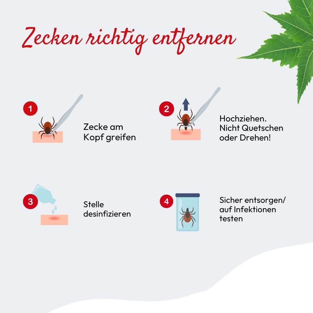 Infografik zur Zeckenentfernung. Vier Schritte: Zecke greifen, hochziehen, desinfizieren, testen.