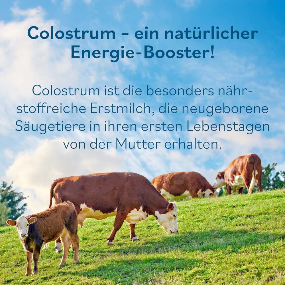 Vaches dans un pré vert. Texte: Colostrum - un booster d'énergie naturel !