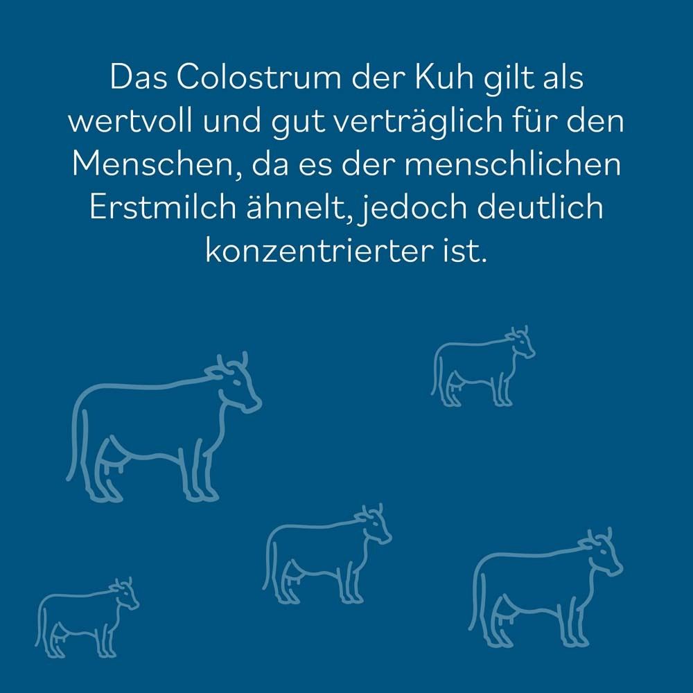 Graphique bleu avec des contours de vaches. Texte: Le colostrum de la vache est considéré comme précieux.