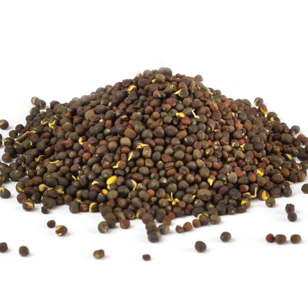 Haufen von kleinen, braunen Brokkolisamen. Einige Samen liegen verstreut. Nahaufnahme auf weißem Hintergrund.