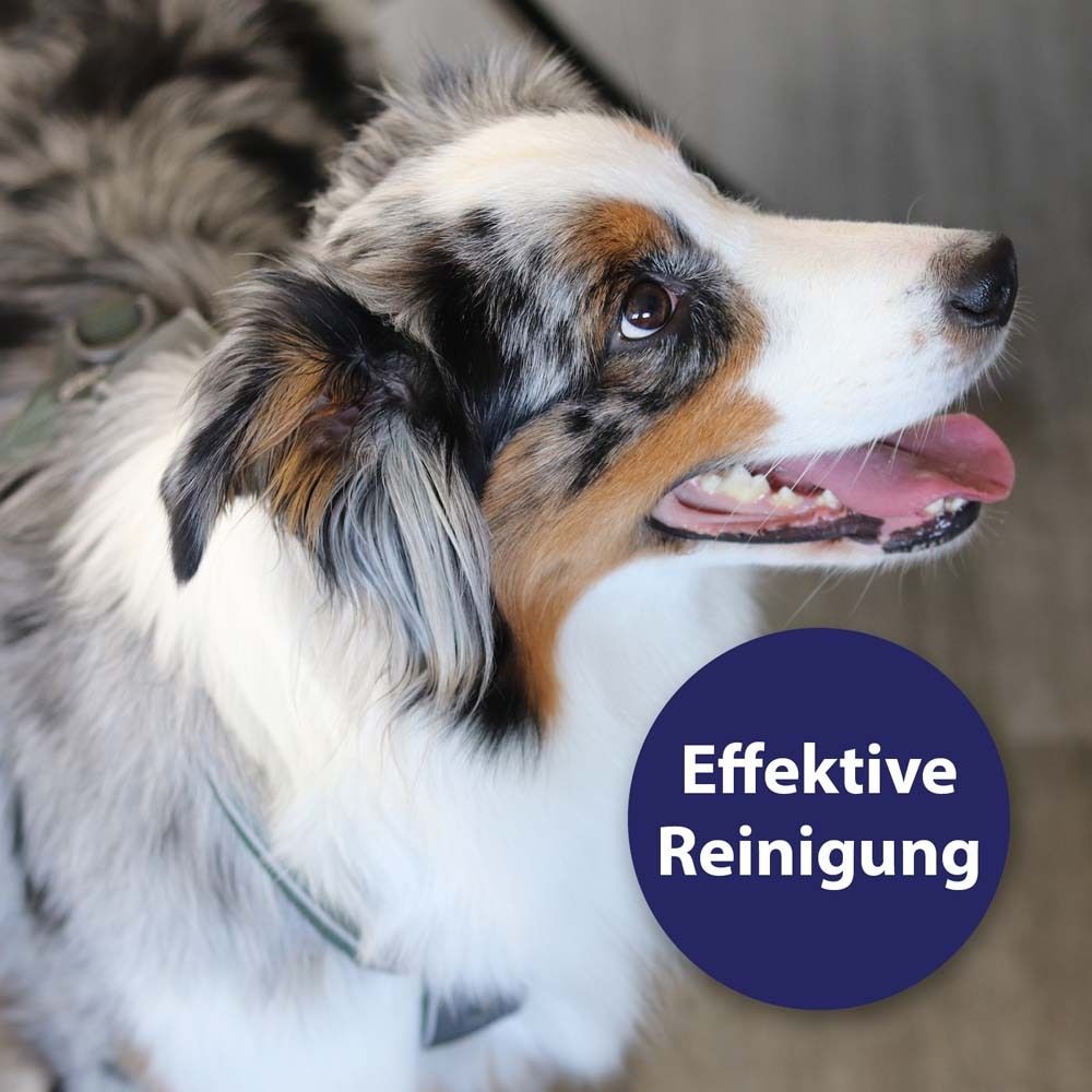 Hund mit blauem Kreis. Aufschrift: Effektive Reinigung. Hund mit mehrfarbigem Fell, Zunge draußen.