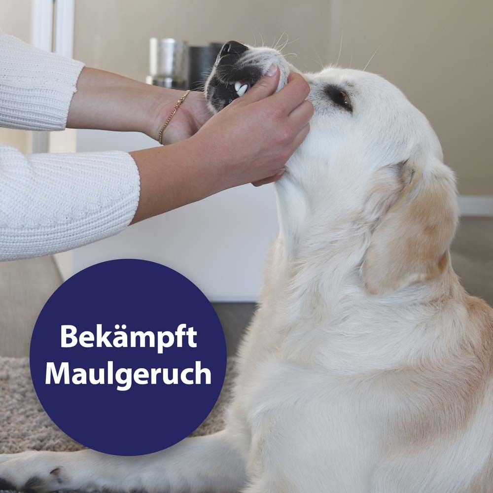 Hund, Hände reinigen Zähne. Blauer Kreis mit Aufschrift: Bekämpft Maulgeruch. Hund mit hellem Fell.