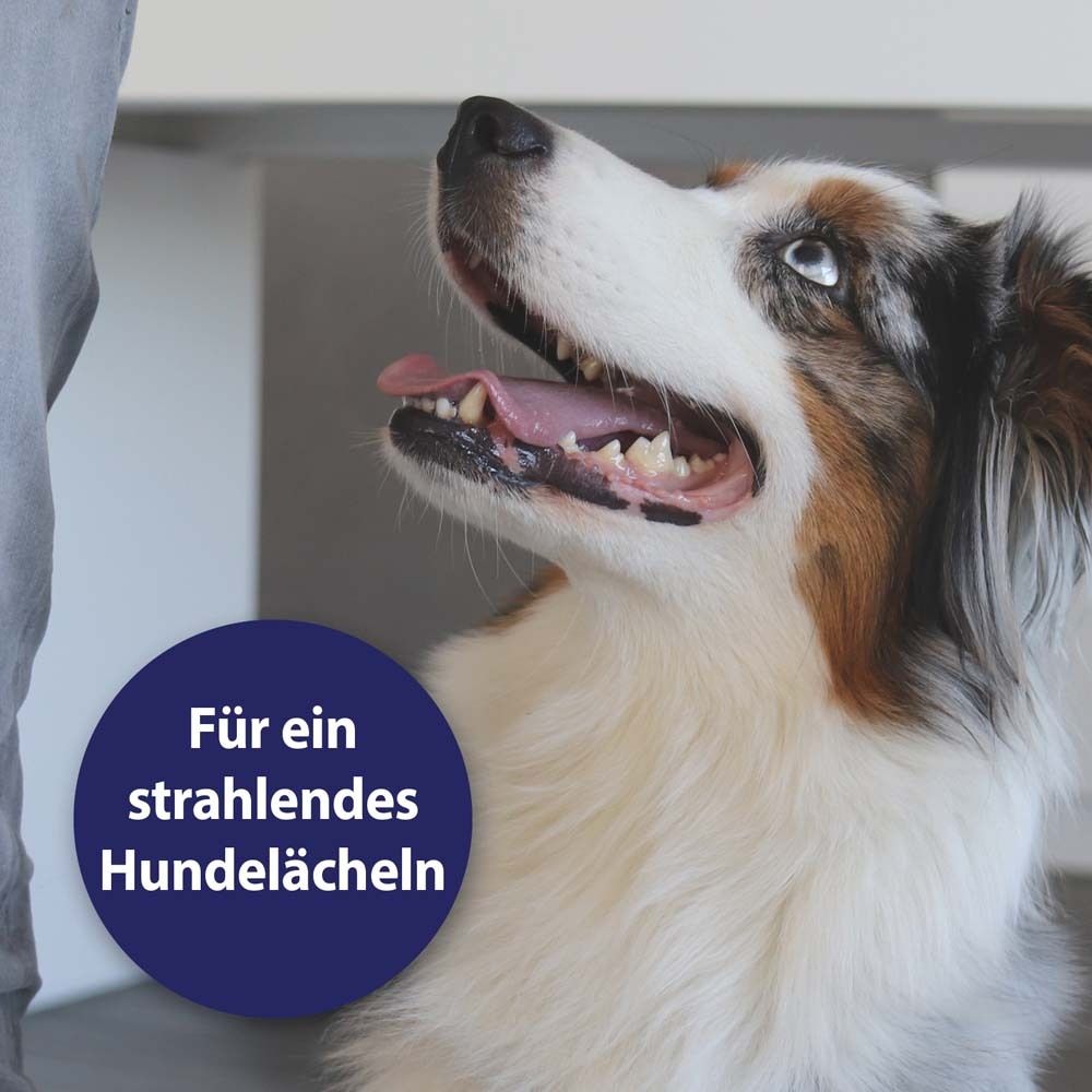 Hund mit blauem Kreis. Aufschrift: Für ein strahlendes Hundelächeln. Hund mit mehrfarbigem Fell, Zunge draußen.