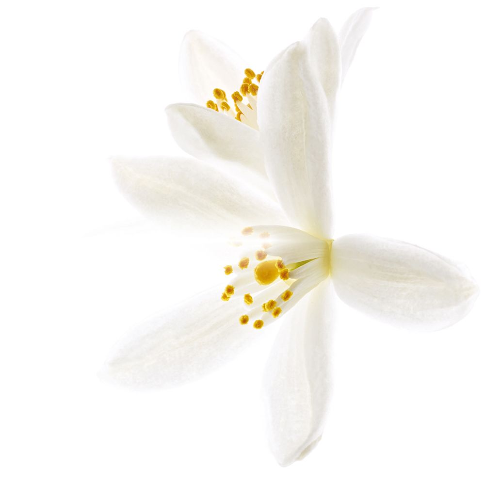 NUXE Crème Fraîche® de Beauté Fluide Hydratant