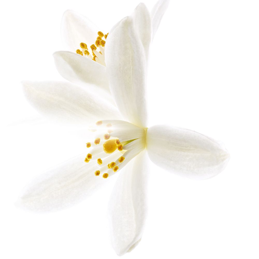 NUXE Crème Fraîche® de Beauté reichhaltig
