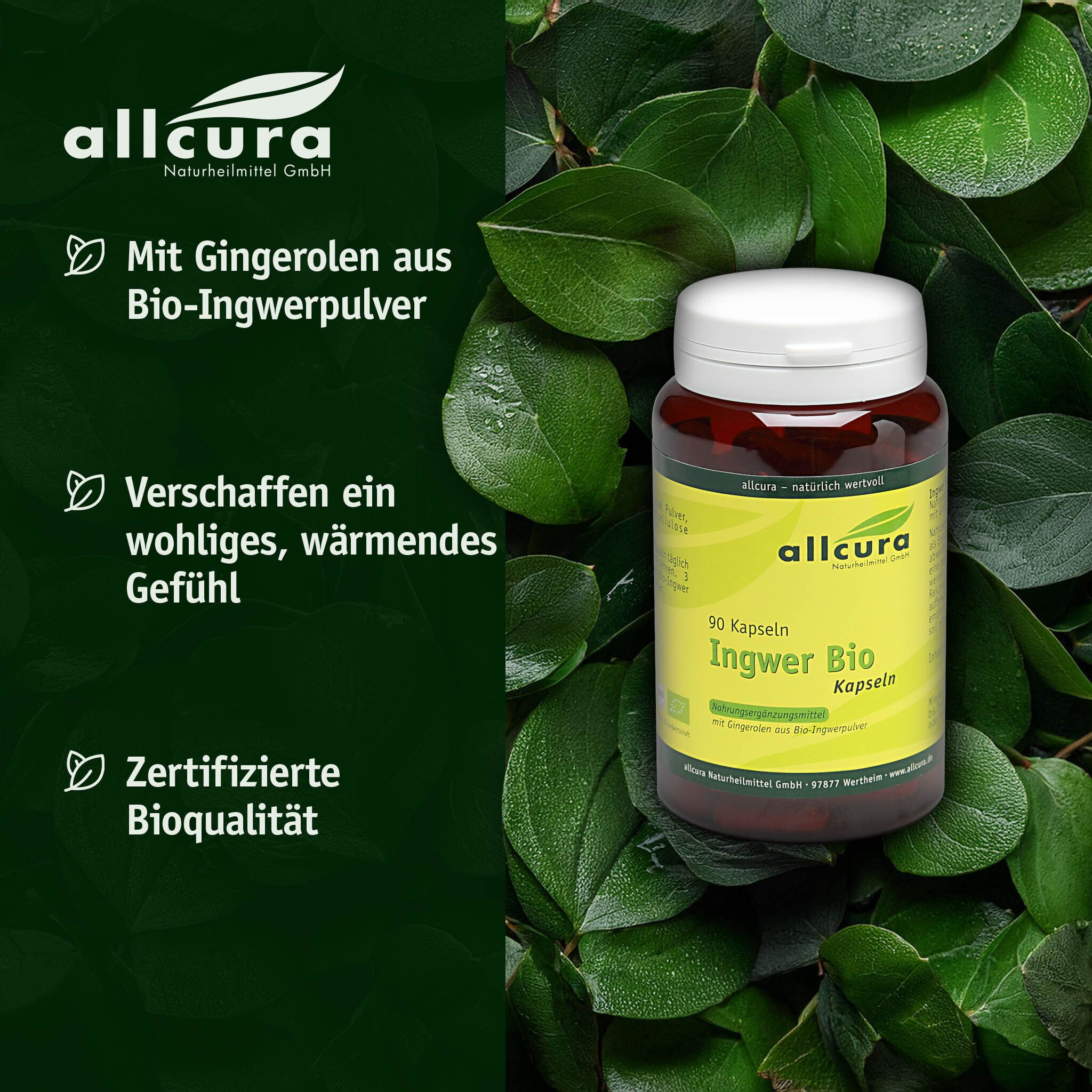 Braune Kapsel-Dose mit weißem Deckel, umgeben von grünen Blättern. Text: Ingwer Bio Kapseln, allcura.