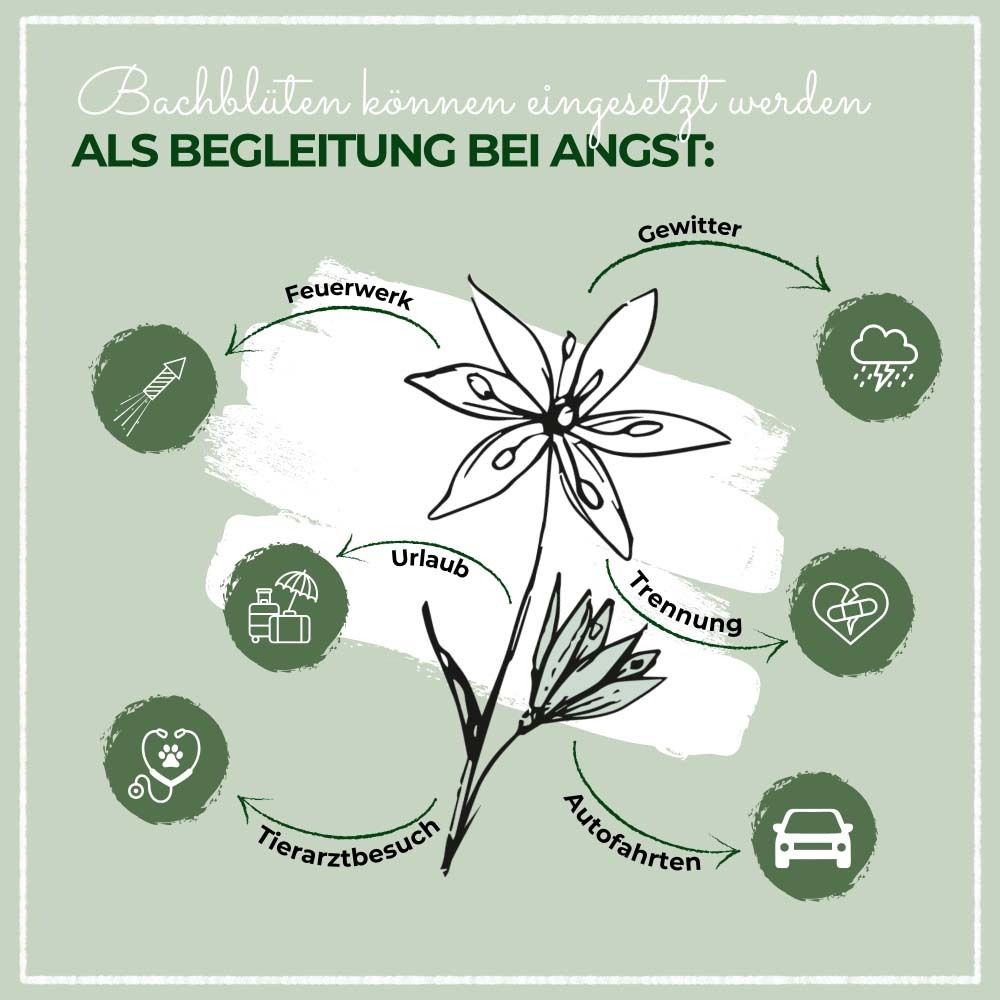 Graphique avec illustrations. Fleurs de Bach pour l'anxiété: orage, feu d'artifice, vacances, séparation, visite chez le vétérinaire, trajets en voiture.