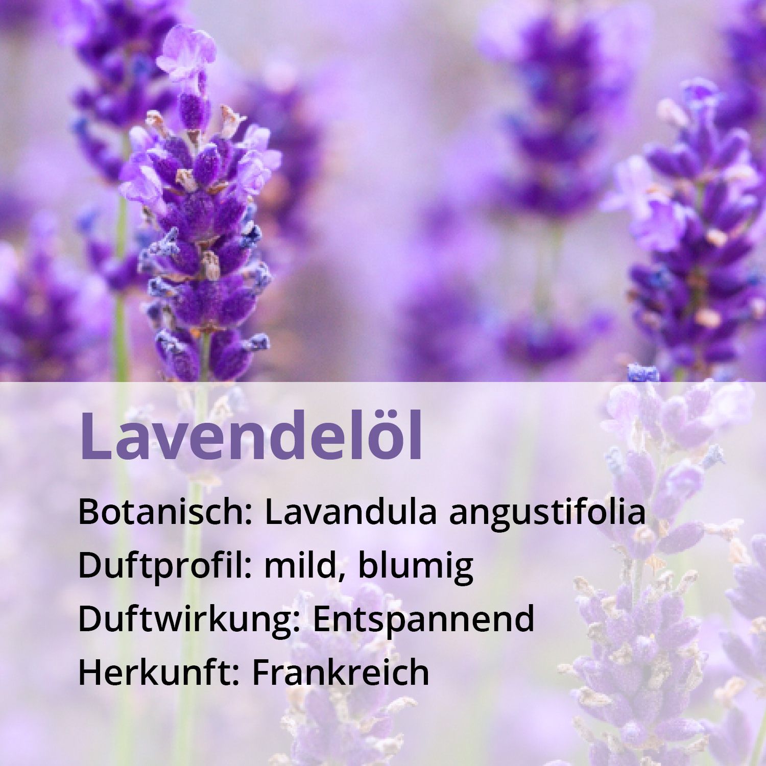 Lavendelblüten vor lila Hintergrund. Text: Botanisch: Lavandula angustifolia, Duftprofil: mild, blumig, Duftwirkung: entspannend.
