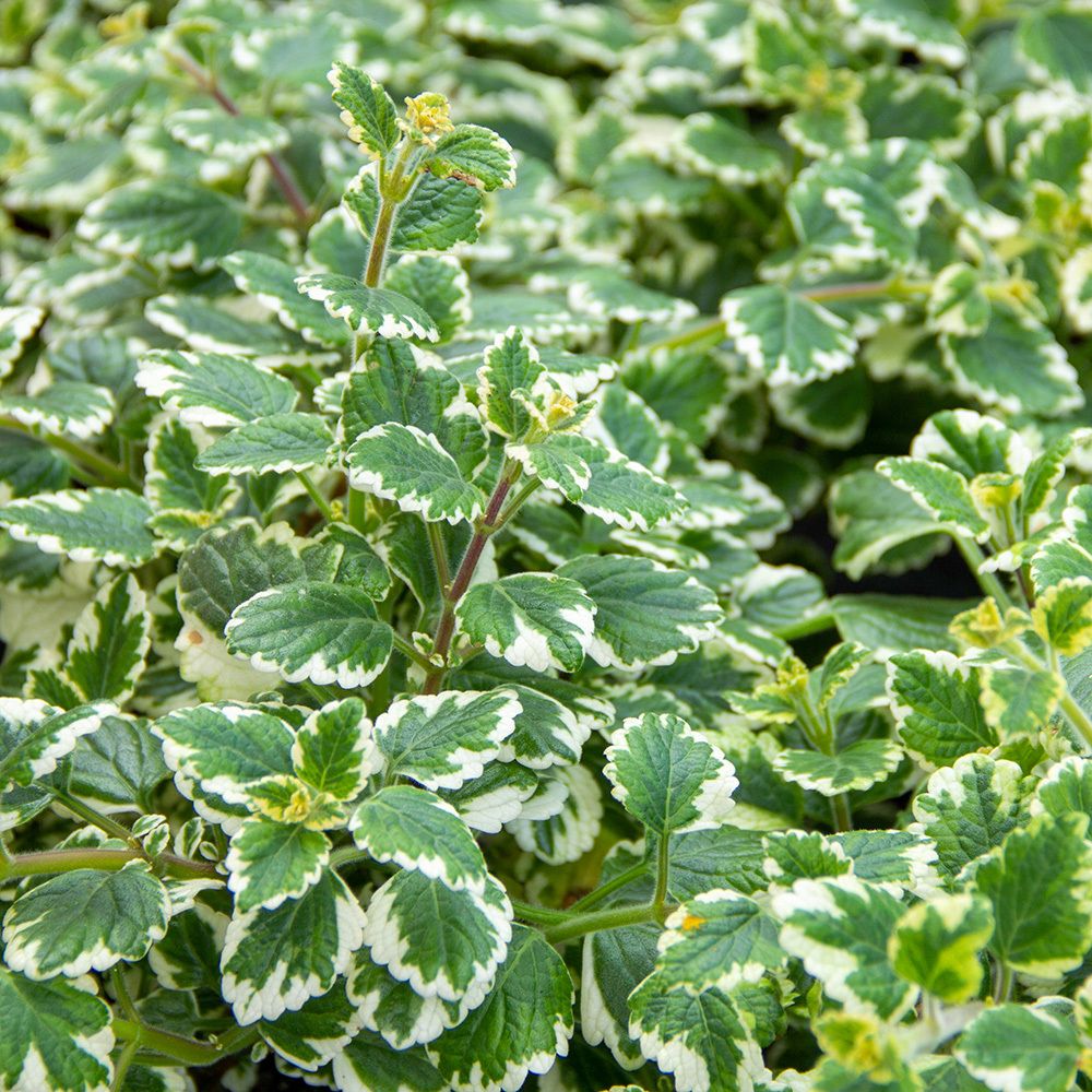 Gros plan sur des plantes vertes à bords blancs. Feuilles aux bords dentelés.