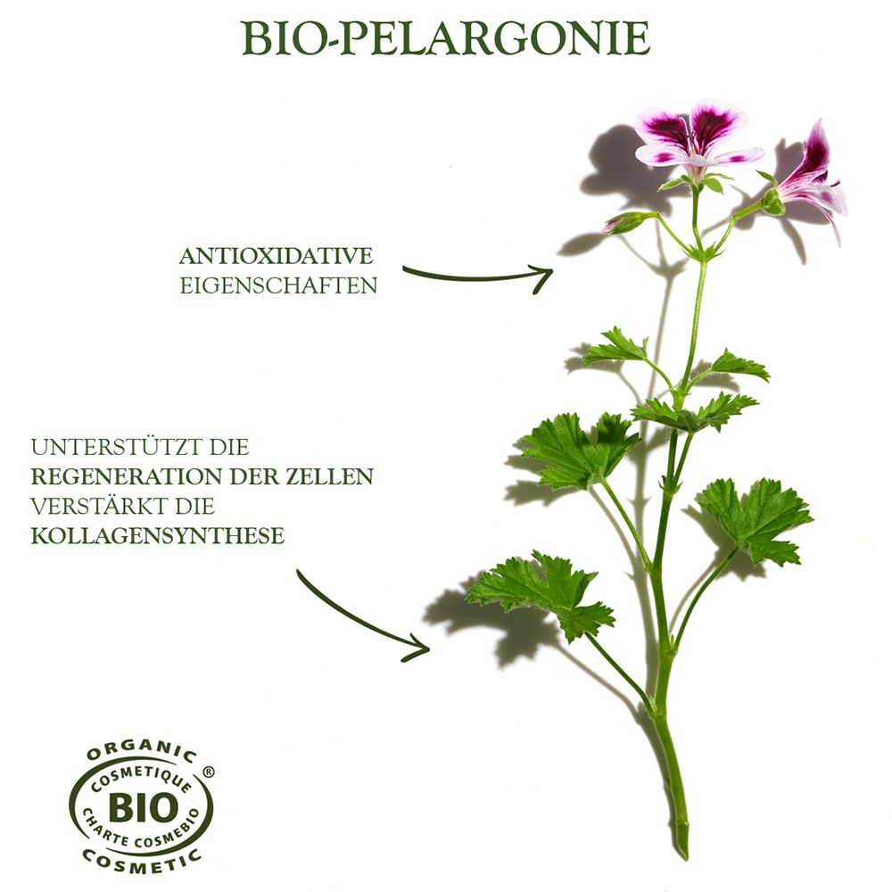 Plante avec fleurs. Texte: Bio-Pélargonium. Flèches: antioxydant, régénération cellulaire.
