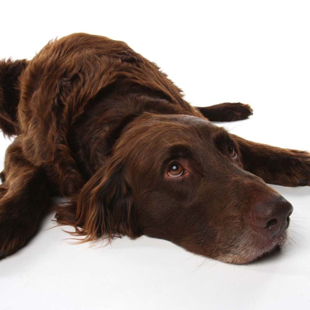 Brauner Hund liegt auf weißem Hintergrund. Blick nach oben. Fellfarbe braun.