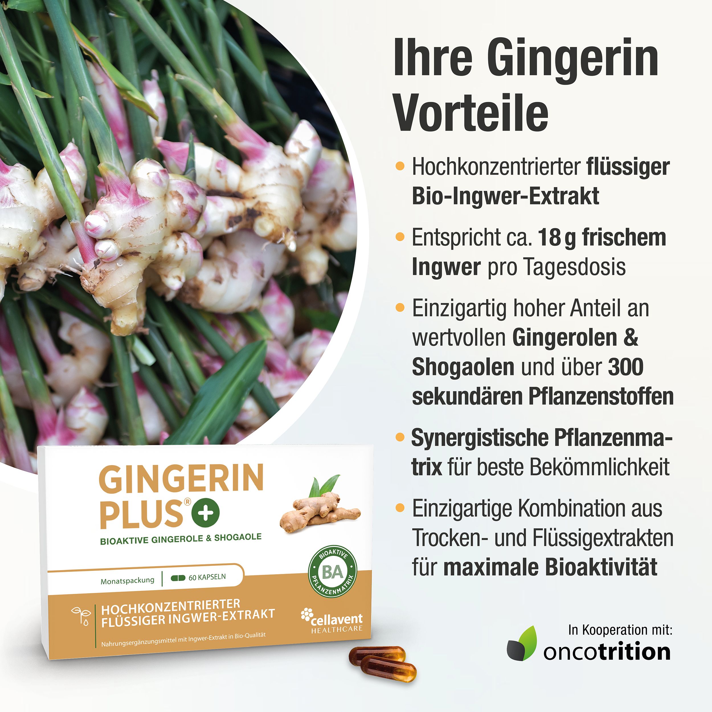 GINGERINE PLUS® Gingembre en gélules