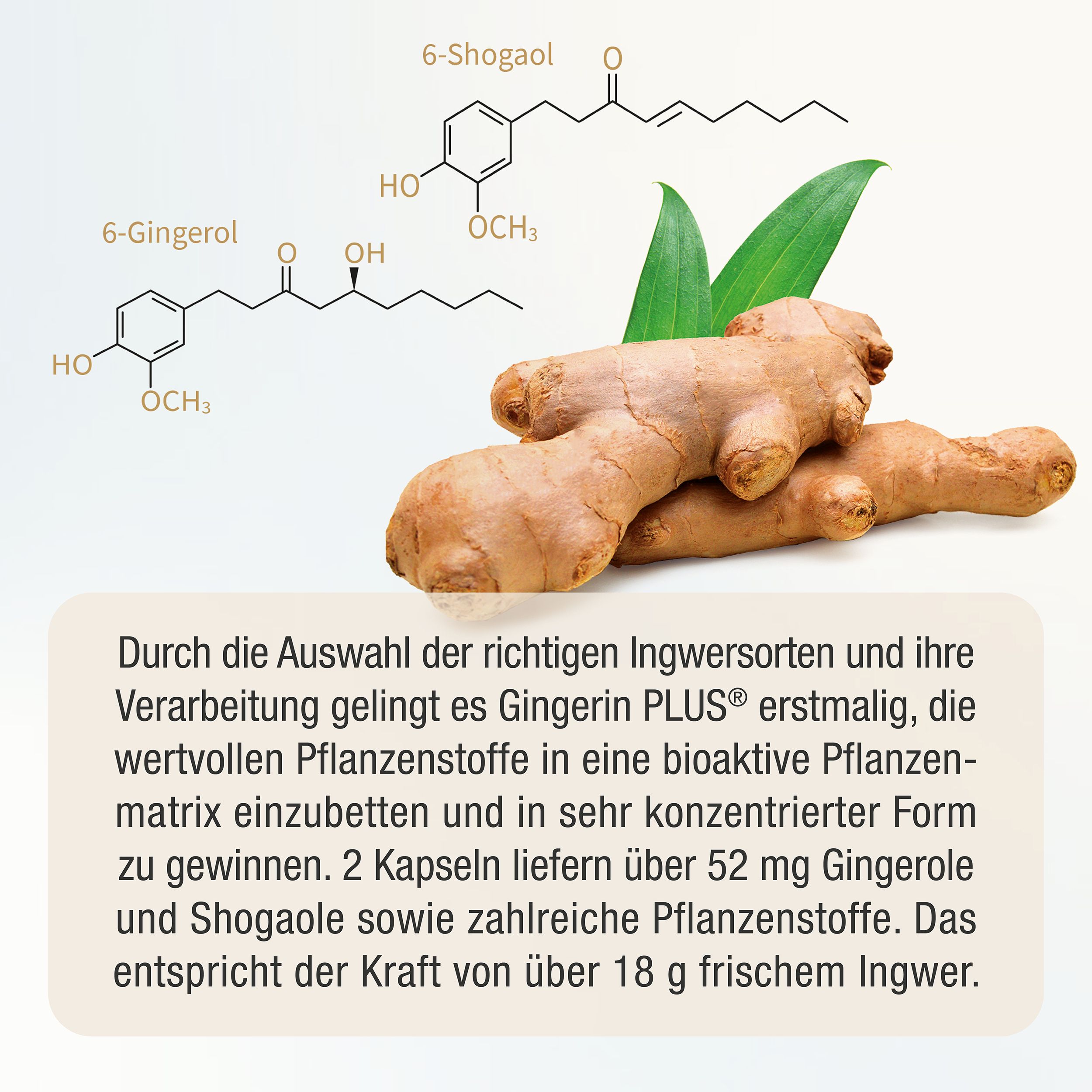 GINGERINE PLUS® Gingembre en gélules