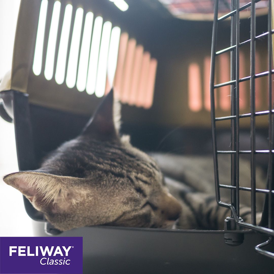 FELIWAY® CLASSIC Transport