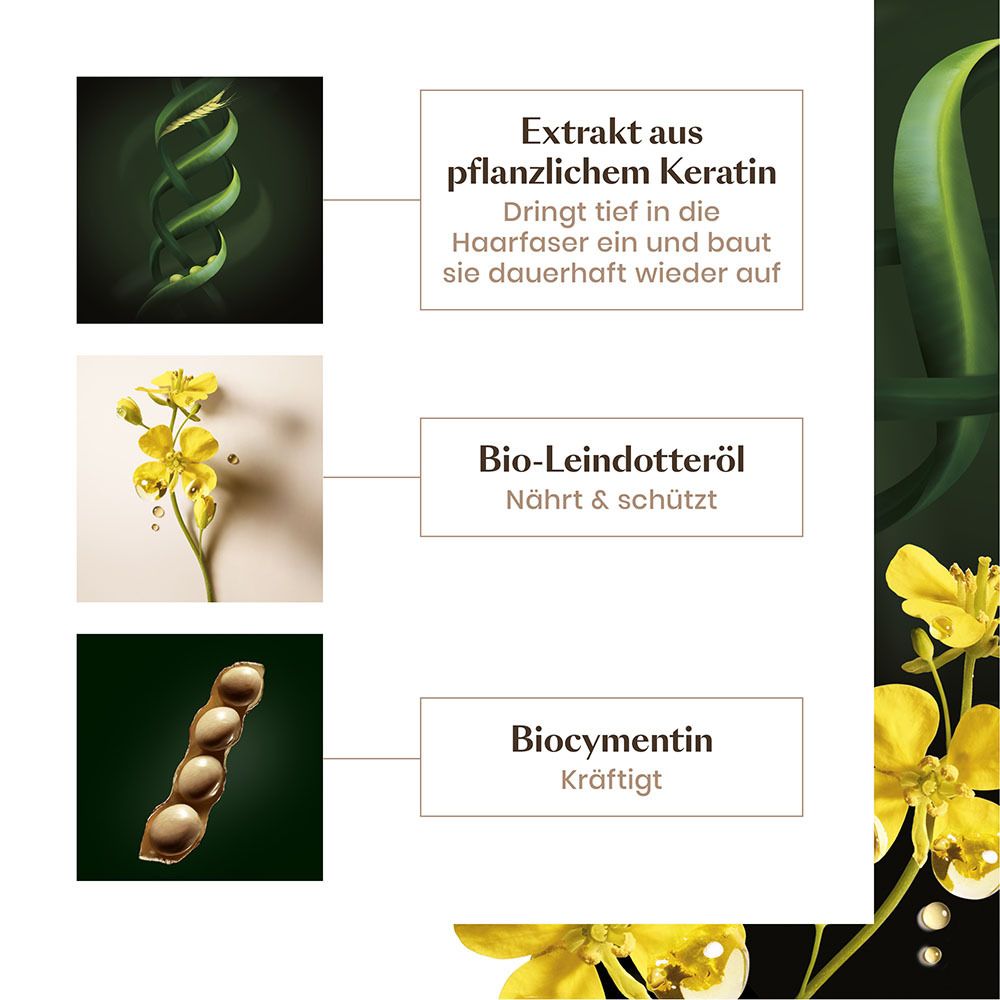 Graphique avec ingrédients: Extrait de kératine végétale, huile de lin bio, biocymentine. Fleurs jaunes et graines.
