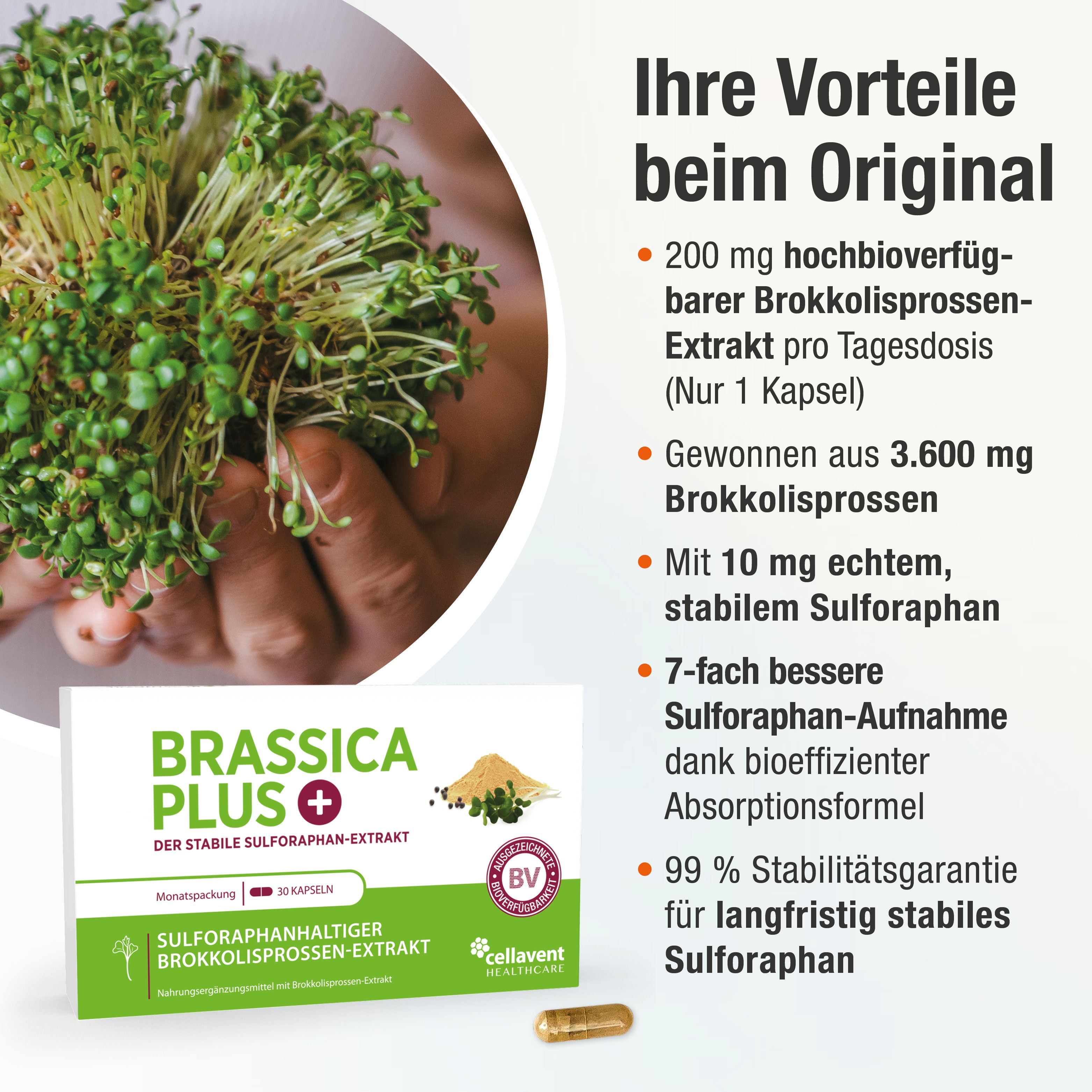 BRASSICA PLUS