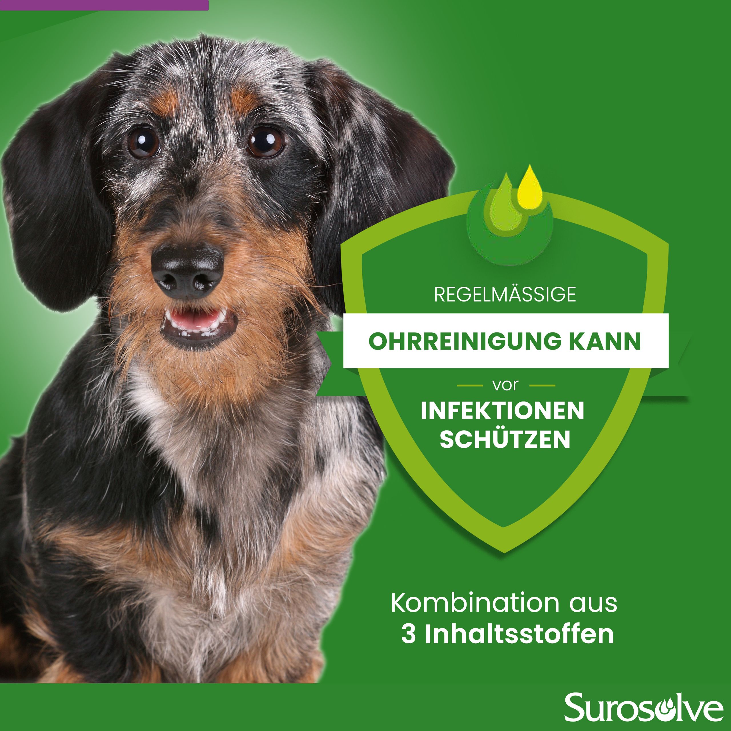 Regelmäßige Ohrreinigung kann vor Infektionen schützen. Hund im Bild. Kombination aus 3 Inhaltsstoffen.