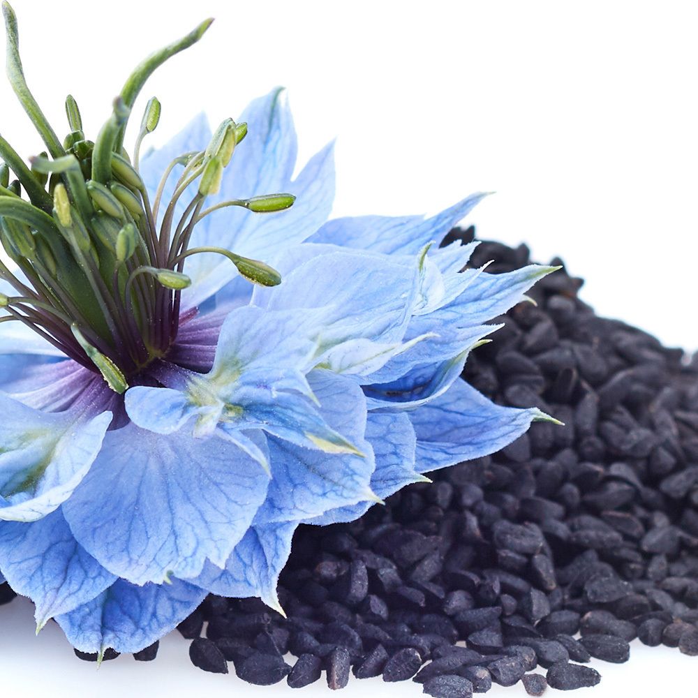 Fleur bleue et graines noires. Graines de nigelle.