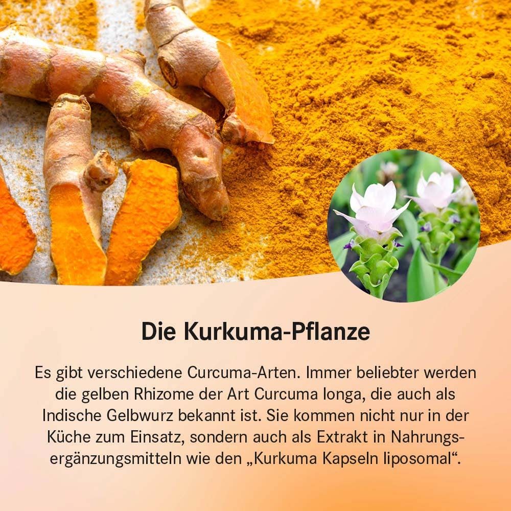 Plante de curcuma avec texte. Racines et poudre jaunes. Fleurs. Produit : Kurkuma Kapseln liposomal.