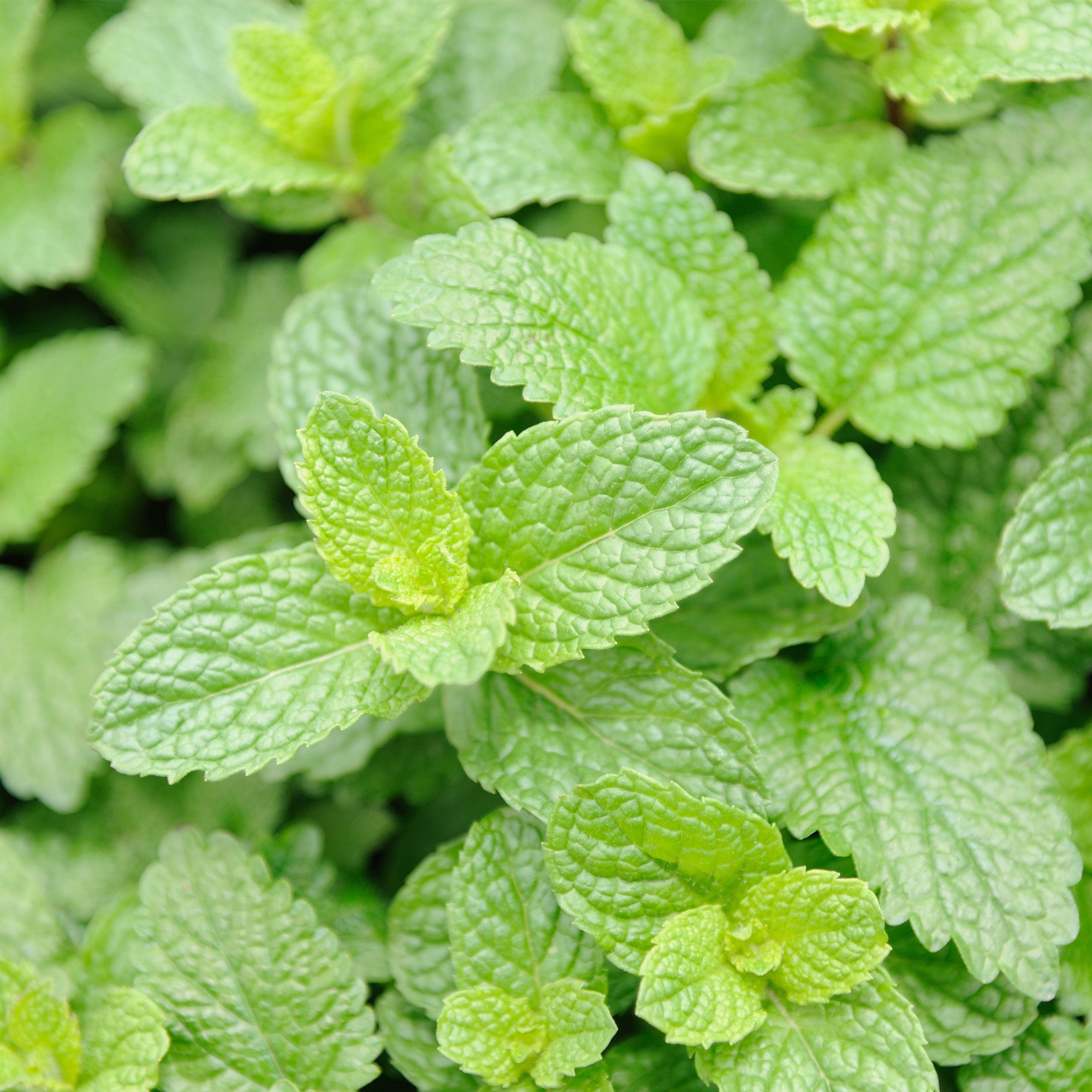 RAUSCH Coffret cadeau menthe