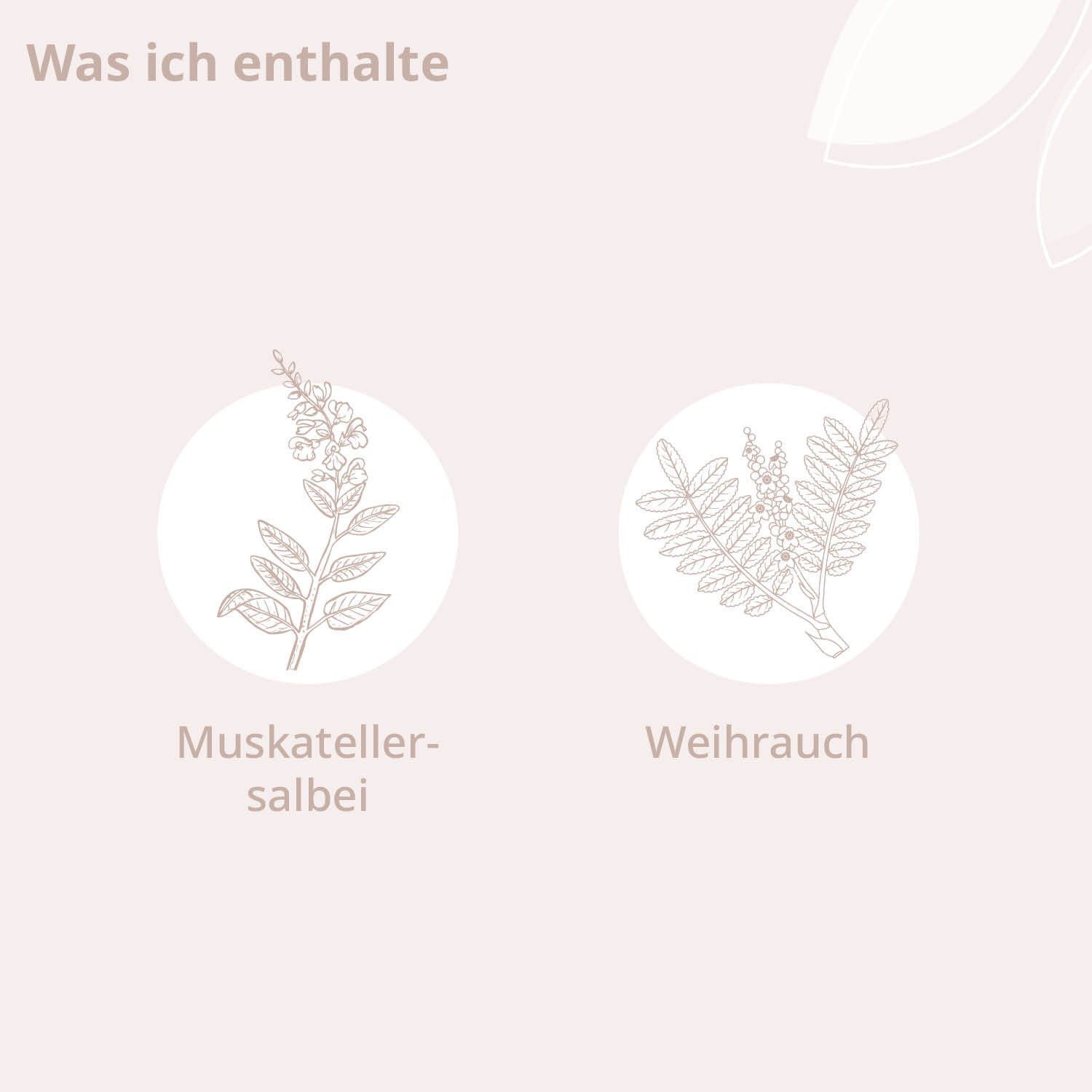 Deux dessins de plantes. Texte: Muskatellersalbei, Weihrauch.